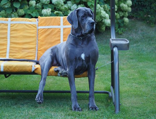 Why Does Your Dog Dig?