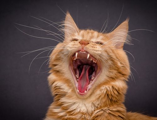 Why Cat Yoga is Purr-fect