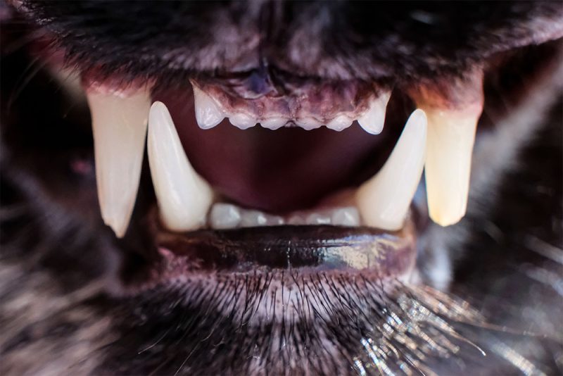 dental-health-tips-and-tricks-for-good-dental-care-happy-paws